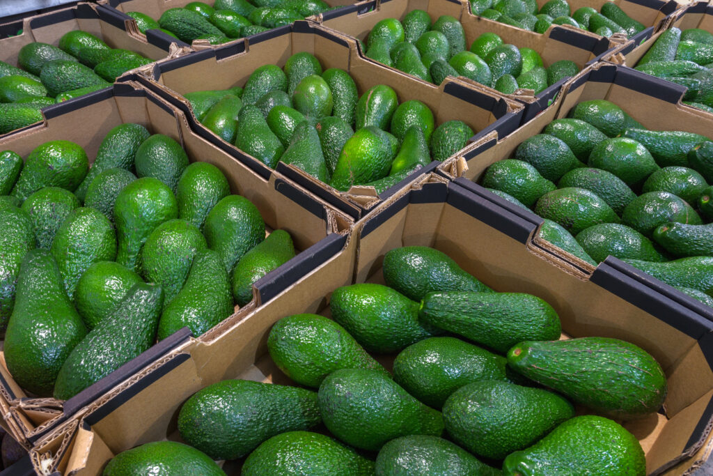 Ecomac Maroc: Exportando Aguacate y Frutas de Calidad desde Marruecos